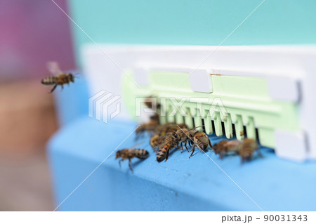 Bee enters hive with honeycombs closeup. Honey bees on bee colonies. Bee enters hive with honeycombs closeup. Honey bees on bee colonies. 90031343