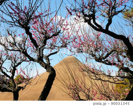 水前寺公園 早春の梅 (熊本市) 水前寺公園 早春の梅 (熊本市) 90031345