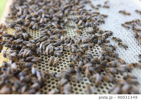 Hive in summer and food for bees in apiary closeup Hive in summer and food for bees in apiary closeup 90031349