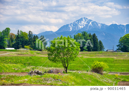田園に生える一本の樹木と山岳 90031465