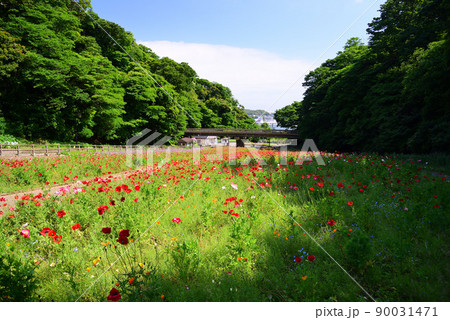 ヒナゲシの花で埋まる五月のくりはま花の国 ヒナゲシの花で埋まる五月のくりはま花の国 90031471