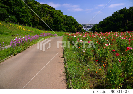 ヒナゲシの花で埋まる五月のくりはま花の国 90031488