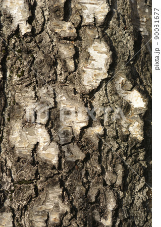 Common birch 90031677