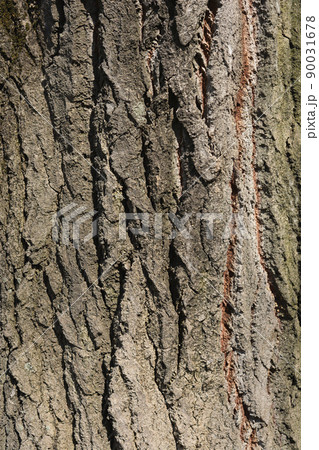 White poplar bark 90031678