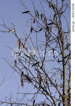 Thornless Honey locust 90031698