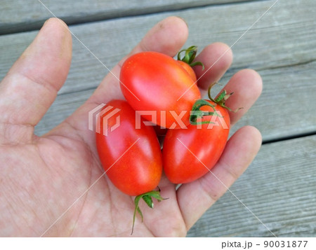 シシリアンルージュ シシリアンルージュ 90031877