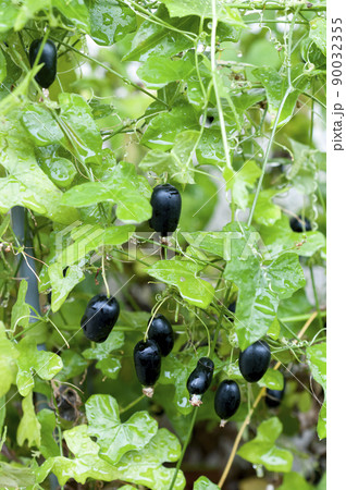 アメリカスズメウリの熟した実 90032355