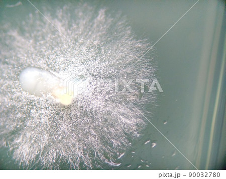 白いカビの菌糸が広がる様子 90032780
