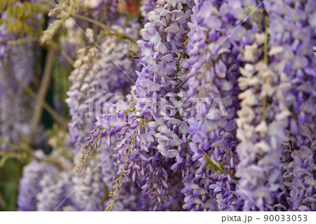 Blooming purple wisteria in spring in France 90033053