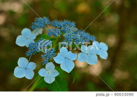初夏の花素材 人気のアジサイ 初夏の花素材 人気のアジサイ 90033090