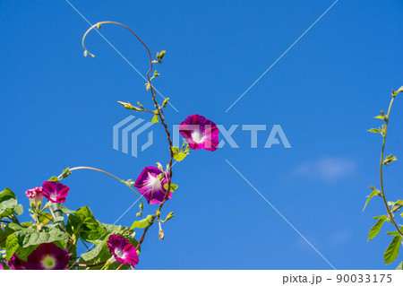 青空と朝顔の花 90033175