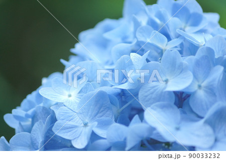 アンダートーンの背景の水色のあじさいの花のクローズアップ 90033232