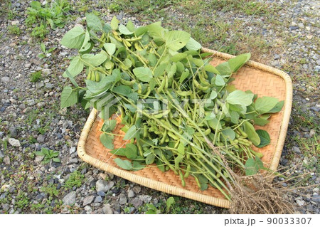 大豆の収穫、土から抜いた大豆のザル盛り 90033307