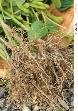 大豆の収穫、土から抜いた大豆の根に付いた根粒菌の写真素材 [90033309] - PIXTA