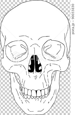 Vector illustration of skull Vector illustration of skull 90033830