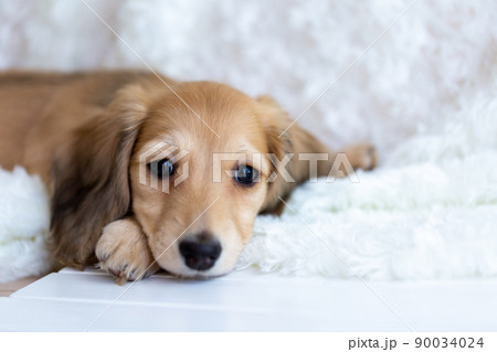 仔犬　カニンヘンダックスフンド 90034024