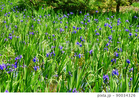 京都 大田神社のカキツバタ（賀茂別雷神社の摂社） 90034326