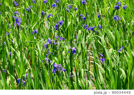 京都 大田神社のカキツバタ（賀茂別雷神社の摂社） 90034449