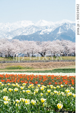 春の四重奏】快晴のチューリップと桜並木と立山連峰の写真素材