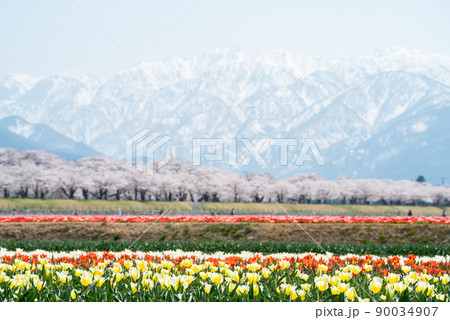 【春の四重奏】快晴のチューリップと桜並木と立山連峰 90034907