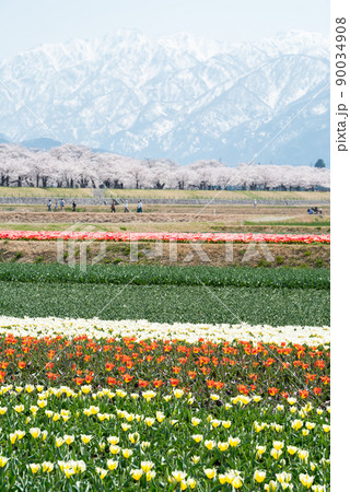 【春の四重奏】快晴のチューリップと桜並木と立山連峰 【春の四重奏】快晴のチューリップと桜並木と立山連峰 90034908