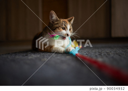 Little kitten playing with a toy on a rope. Little kitten playing with a toy on a rope. 90034932