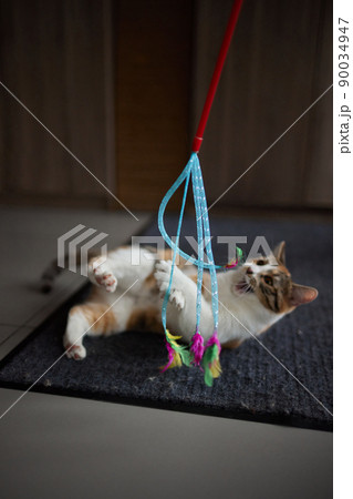 Little kitten playing with a toy on a rope. 90034947