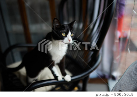 cat with stripes sits on the couch and looks directly at the camera. 90035019