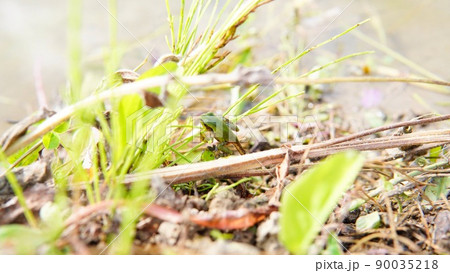 オタマジャクシからアマガエルへの変態途中 90035218