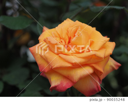 バラ「カシス オレンジ」 90035248