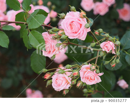 バラ「ピノキオ」 90035277