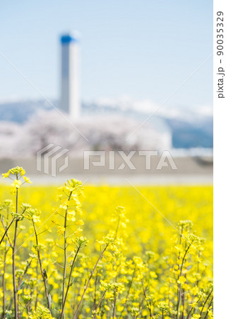 【春の四重奏】菜の花と桜並木と立山連峰 90035329