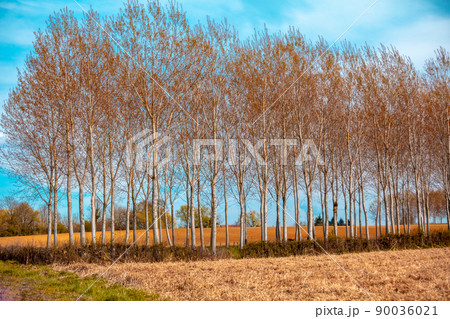 A row of young trees in the field in early spring A row of young trees in the field in early spring 90036021
