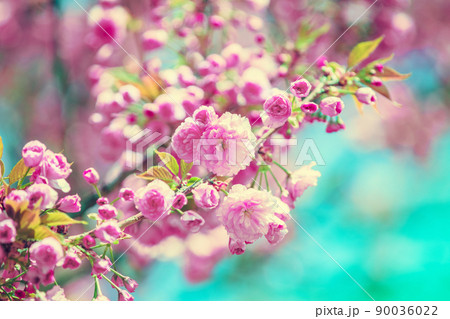 Vintage blossoming orchard. Flowering sakura branches 90036022
