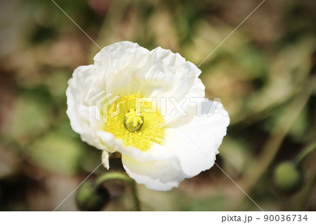 白 白色 ホワイト 90036734