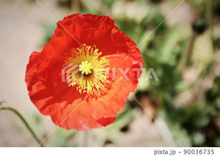 花びら 花 植物 90036735