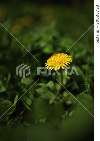 花 雑草 タンポポ 90036793