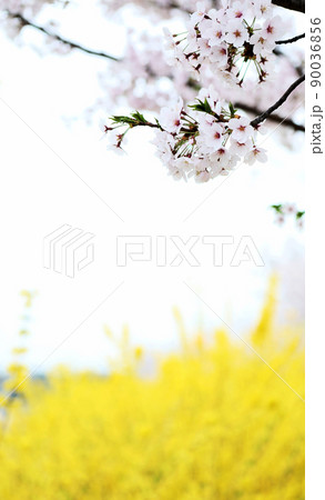 桜 空 花 90036856