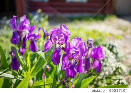 Beautiful blooming purple iris flowers close up in sunlit meadow in front of house. Beauty in nature. Outdoor gardening. Soft focus. Selective focus. Copy space. 90037194