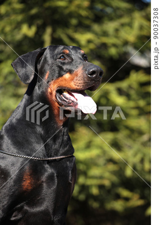 Big doberman dog outdoors, close up portrait 90037308