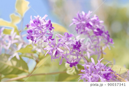 Selective focus of purple wreath vine or queen wreath vine flower Selective focus of purple wreath vine or queen wreath vine flower 90037341