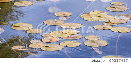 Green round leafs floating on water. Deer Lake, Burnaby, Vancouver, BC, Canada Green round leafs floating on water. Deer Lake, Burnaby, Vancouver, BC, Canada 90037417