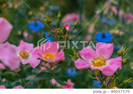 春の花壇に咲く青いニゲラとピンクのバラの花 春の花壇に咲く青いニゲラとピンクのバラの花 90037570