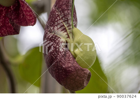 Aristolochia brazil tropical plant detail Aristolochia brazil tropical plant detail 90037624