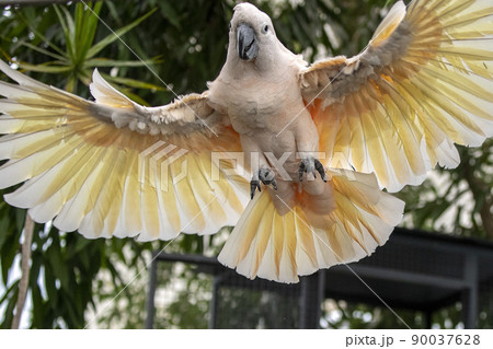 Pink cacatua bird flying yto you close up portrait Pink cacatua bird flying yto you close up portrait 90037628