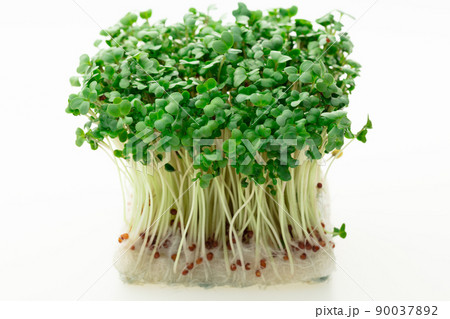 ブロッコリースプラウト ブロッコリースプラウト 90037892