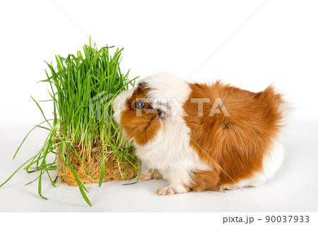 Guinea pig rosette on a white background. Fluffy rodent guinea pig eats green grass on colored background 90037933