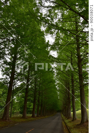 泉国際 ゴルフ場 並木道 メタセコイア 新緑 森 林 樹木 木 樹泉国際 ゴルフ場 泉国際 ゴルフ場 並木道 メタセコイア 新緑 森 林 樹木 木 樹泉国際 ゴルフ場 90038071