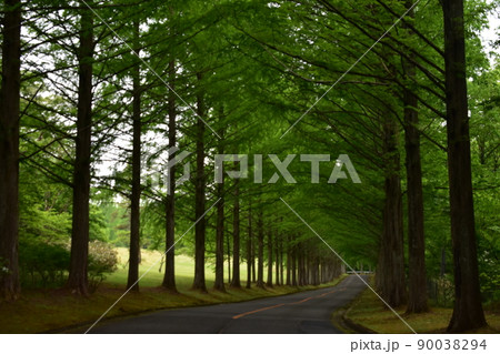 泉国際　ゴルフ場　並木道　メタセコイア　新緑　森　林　樹木　木　樹泉国際　ゴルフ場 90038294