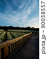 テッポウユリの花畑と木製の遊歩道 90038557